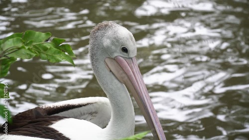 Close-up of a head and a beak of the beautiful white and black pelican siting near the pond. Bali, Indonesia.