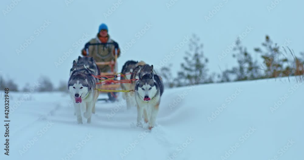 Portrait, husky sled dogs run fast on a snowy road, a musher stands in a sleigh and drives a team. Sled dog racing, snowy road on the plain. 4k, ProRes Portrait, husky sled dogs run fast on a snowy road, a musher stands in a sleigh and drives a team. Sled dog racing, snowy road on the plain. 4k, ProRes
