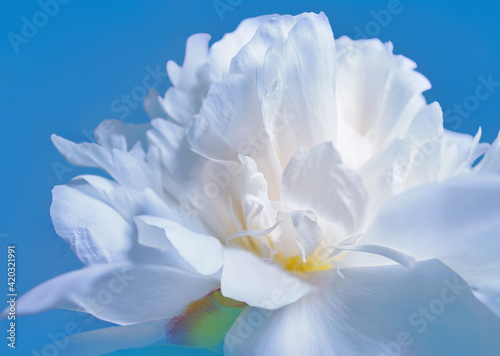 White flower. Delicate petals of a large peony on a beautiful blue background