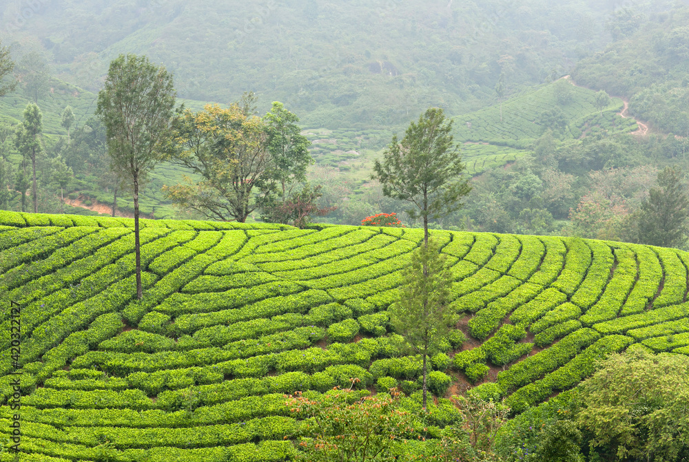 Tea plantations in Western Ghats range of mountains, Kerala, South India