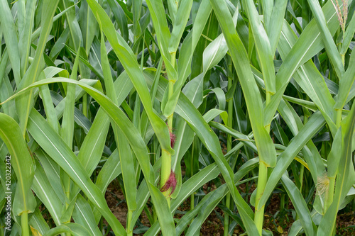 Corncob in a field