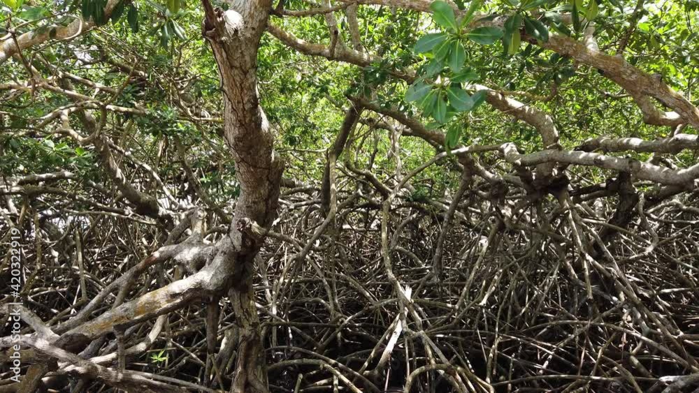 Mangrove forest in Tobago Trinidad close up panning deep jungle Mangrove forest in Tobago Trinidad close up panning deep jungle