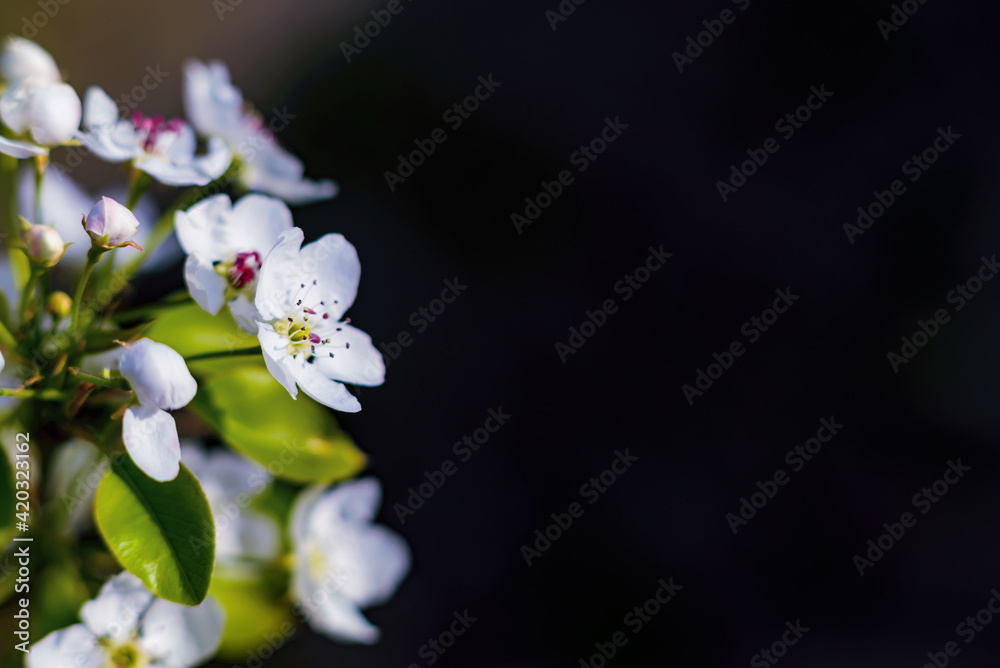  Pear blossoms on a dark background. Beautiful scene with blooming branches