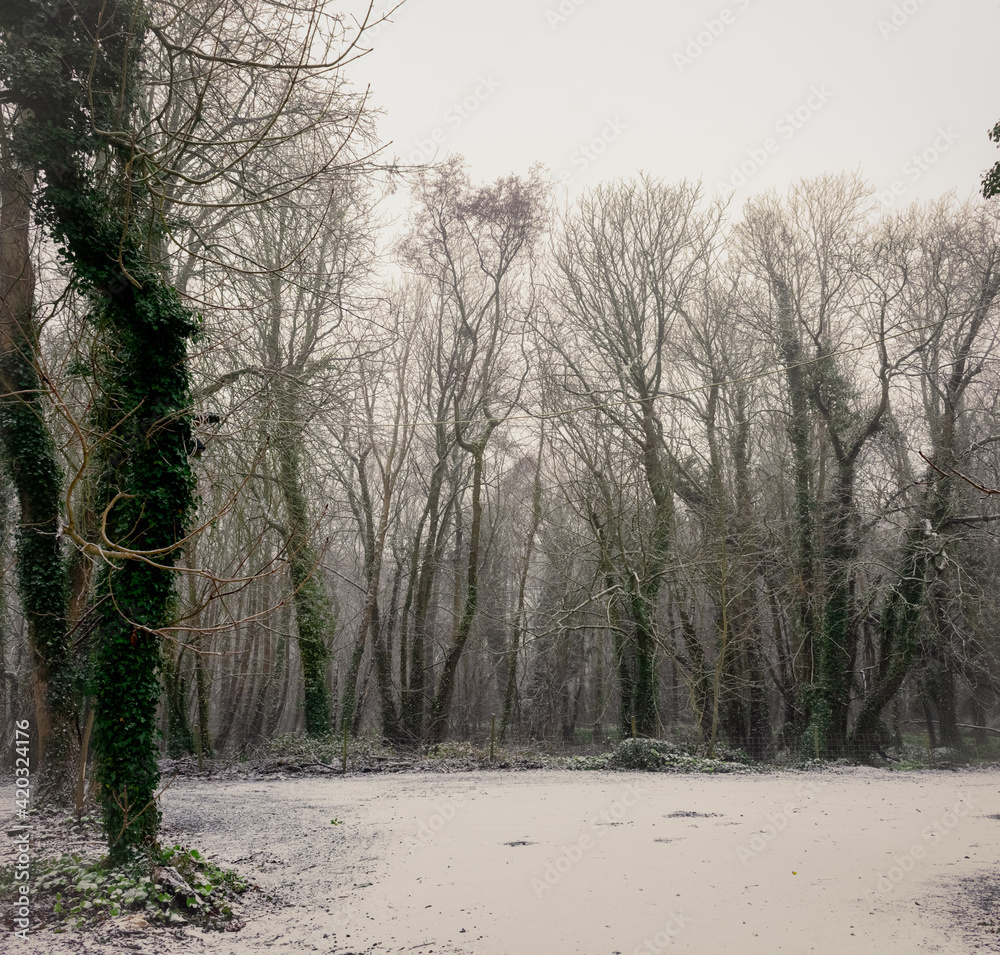 Snow Covered Winter forest, Ireland Snow Covered Winter forest, Ireland