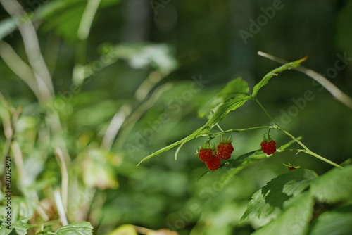 raspberries under the leaf