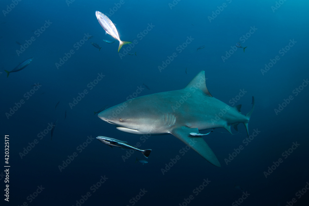 Bull shark swimming in the ocean. Sharks near the bait. Marine life in the Indian ocean. 