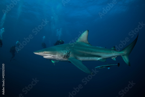 Blacktip shark swimming in the ocean. Sharks near the bait. Marine life in the Indian ocean.  © prochym