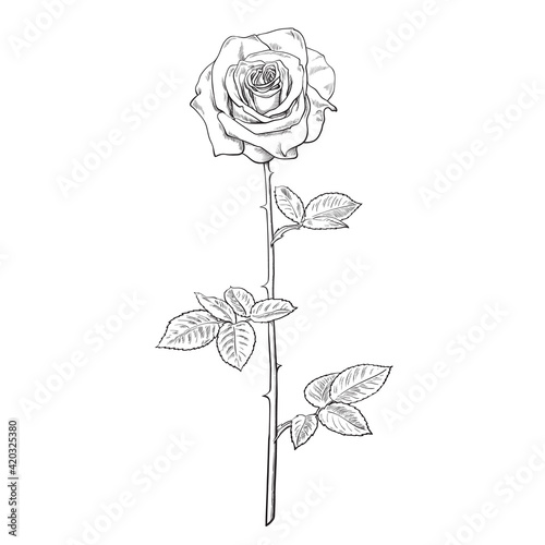 Black and white rose flower in engraving style with leaves and stem. Hand drawn vector rosebud.
