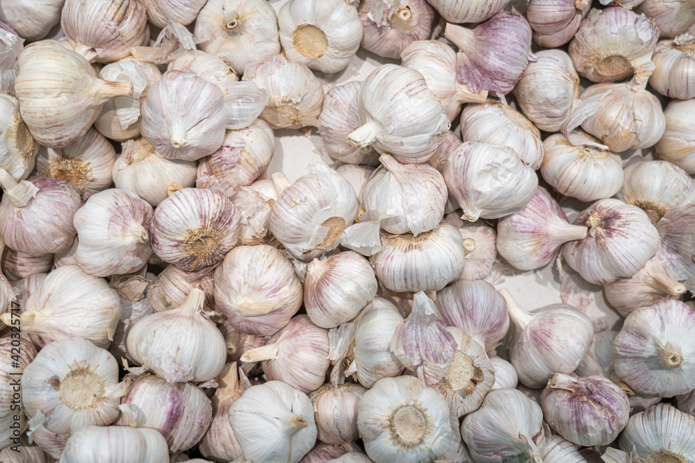heads of ripe garlic close-up as background heads of ripe garlic close-up as background