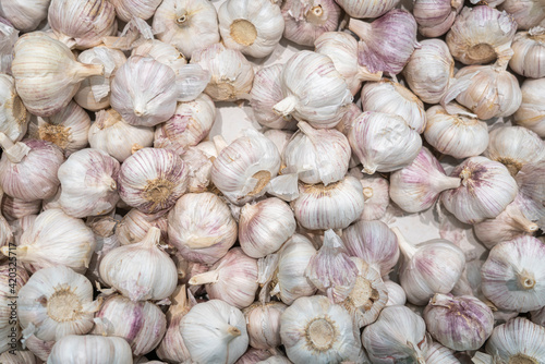 heads of ripe garlic close-up as background