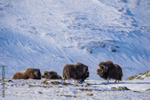 The muskox in the environment