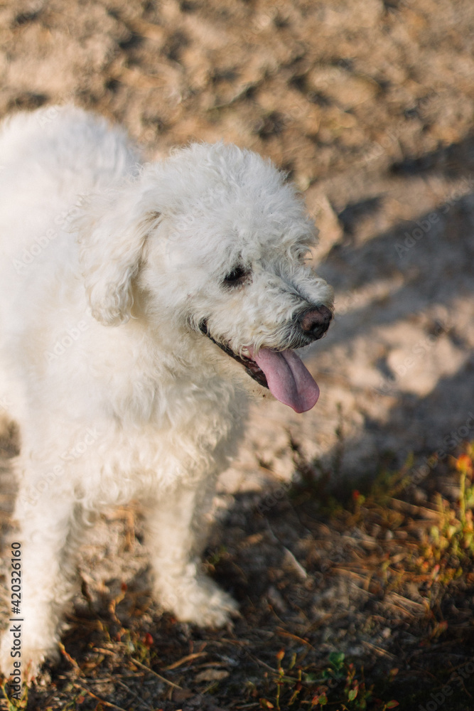 white fluffy dog with tongue out in sunset white fluffy dog with tongue out in sunset