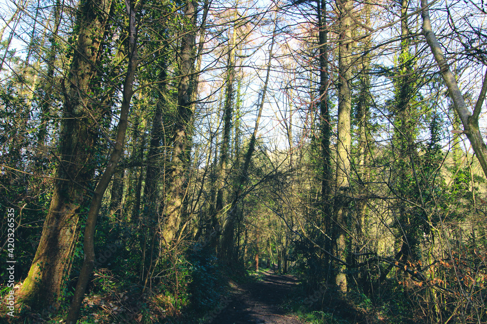 Obraz premium trees in the forest