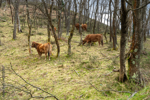 Cows grazing in the forest on a cloudy day