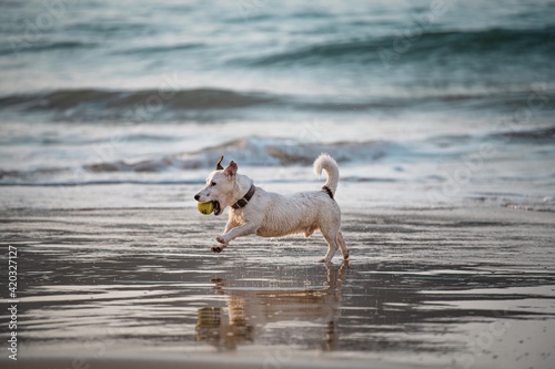 Cute happy puppy of Jack Russel  running along the seashore playing with a tennis ball