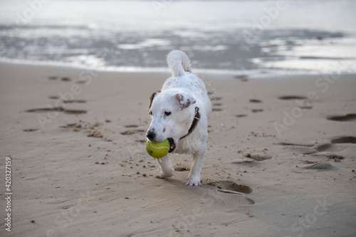 Cute happy puppy of Jack Russel running along the seashore playing with a tennis ball