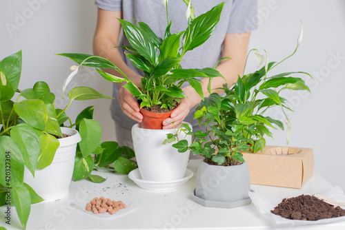 Woman taking care of plants. Spring flower transplantation, fertilization, watering on light background. Home gardening. Create green natural, eco atmosphere interior at home. Scandinavian style.