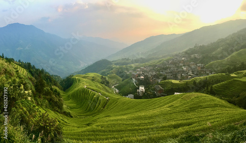 Wallpaper Mural rice terraces in the morning Torontodigital.ca