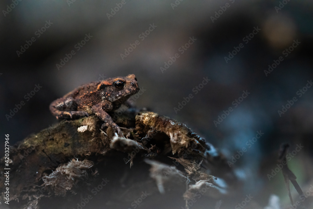 The common toad, Bufo bufo, isolated in the environment The common toad, Bufo bufo, isolated in the environment