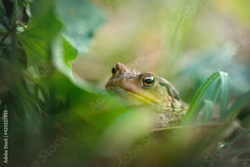 The common toad, Bufo bufo, isolated in the environment