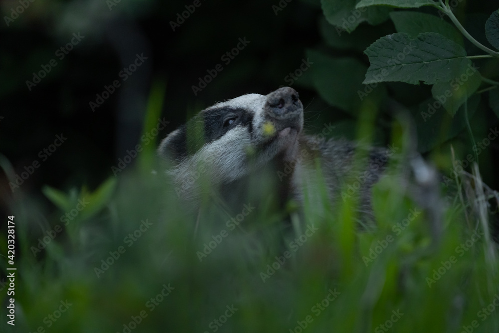 Obraz premium Meles meles or the badger in the environment