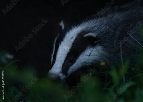 Meles meles or the badger in the environment