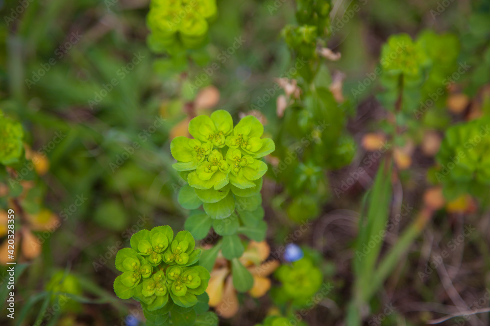 Green grass closeup. Green plants in the field concept. Green grass closeup. Green plants in the field concept.