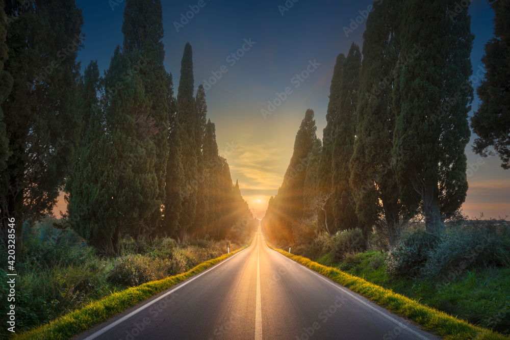 Bolgheri famous cypresses tree straight boulevard. Maremma, Tuscany, Italy Bolgheri famous cypresses tree straight boulevard. Maremma, Tuscany, Italy