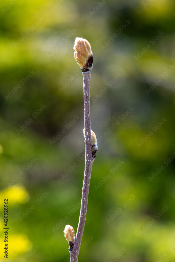 Macro of an alder bush bud starting to bloom. The grey stem is vertical and the bud is a light brown with soft fluff as it expands and opens. The background of green and yellow foliage is blurred. Macro of an alder bush bud starting to bloom. The grey stem is vertical and the bud is a light brown with soft fluff as it expands and opens. The background of green and yellow foliage is blurred.