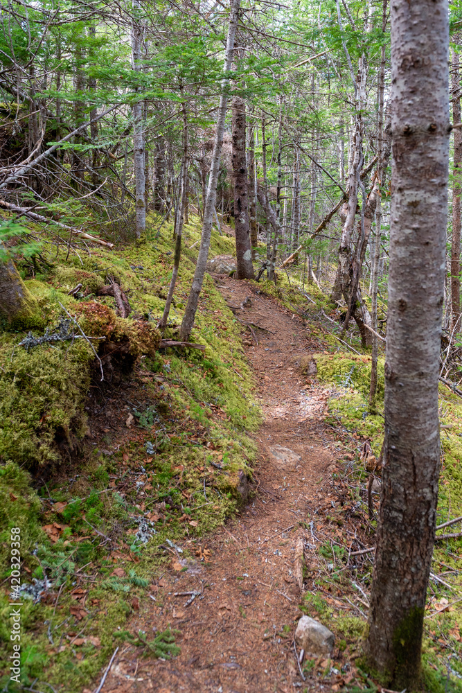 Fototapeta premium A hiking trail in the woods with mossy ground cover. The trees are tall and skinny with very few leaves. Most are coniferous trees with green pine needles. The path has stumps growing up on it.