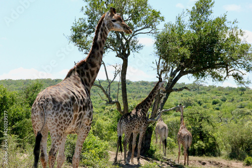giraffe in the savannah © Francisco