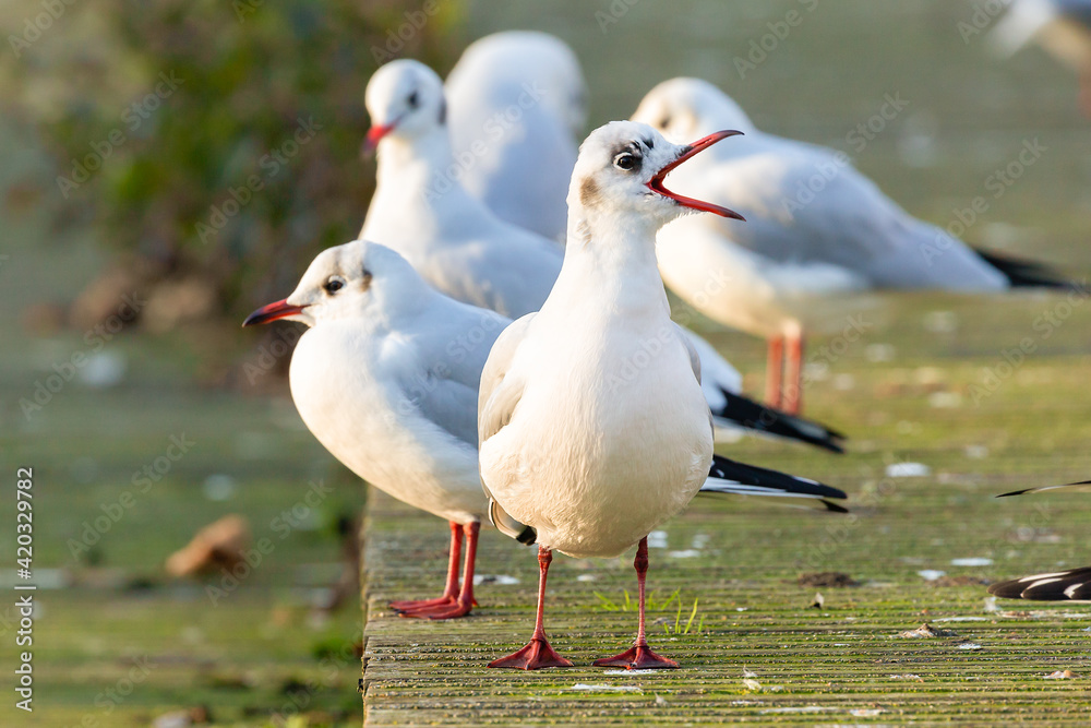 Winter black headed gulls beak open