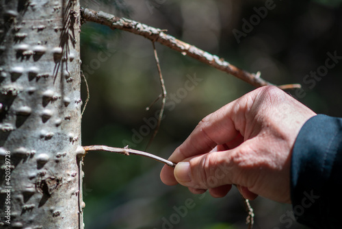 Balsam fir tree with an abundance of resin sap blisters on the grey brown bark of a balsam tree. The bark is rough and scaly with abundant cysts and pouches of viscous, sticky clear resin pitch.