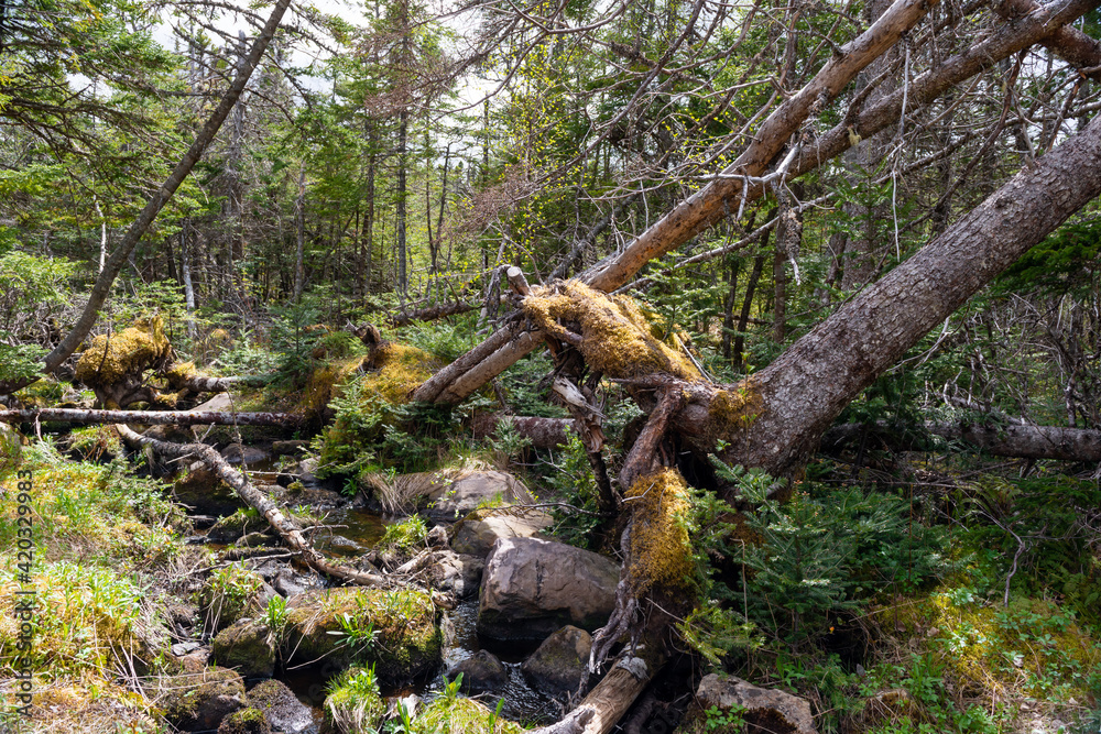 Large and tall evergreen trees in a forest tipped over with root damage from high winds. The ground is moss covered and the woods are thick with young growth. 