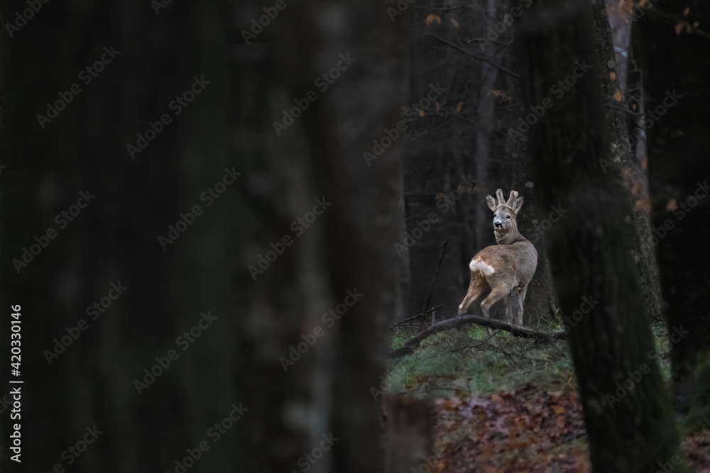 Obraz premium Capreolus capreolus in the forest