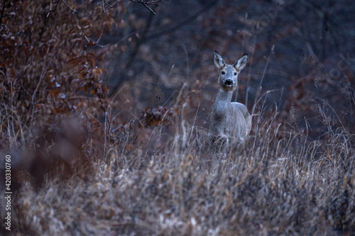 Roe deer in the environment