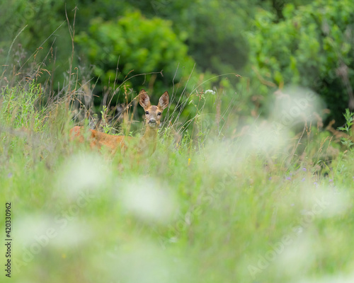 The deer, Capreolus capreolus © andrei