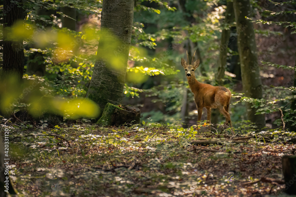 Obraz premium Roe deer in the environment