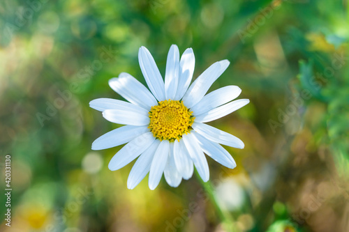 Spring time concept. Beautiful welcome painted daisy or pyrethrum flowers blooming background poster in high resolution photo