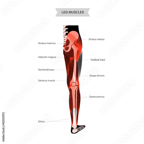 Muscular system legs