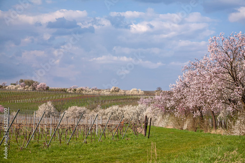 Mandelbaumblüte (Prunus dulcis), Frühling in der Südpfalz photo