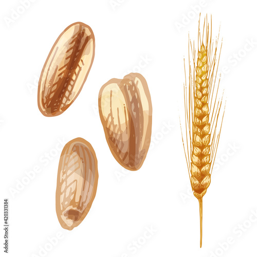 Ears with grain of wheat. Vector color vintage hand drawn hatching illustration