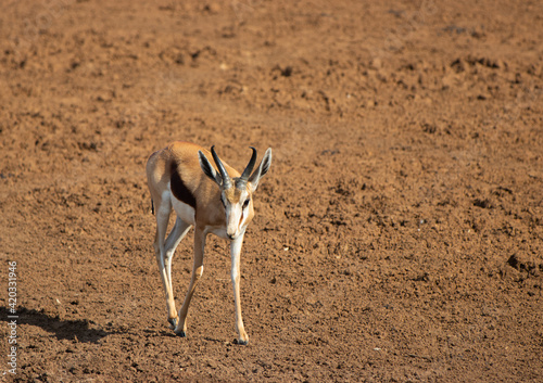 springbok in the kalahari