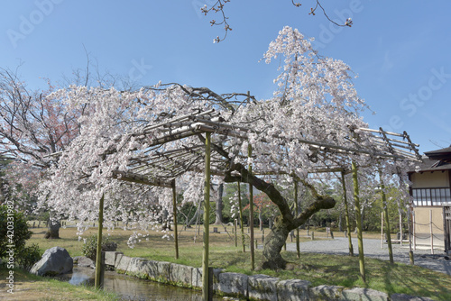 春の枳殻邸　枝垂れ桜　京都市 photo