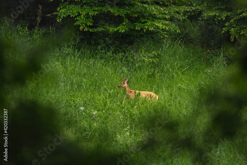 Fototapeta Naklejka Na Ścianę i Meble -  Roe deer in the envioronment
