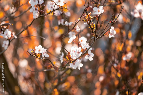 Autumn white flowers on a tree, brown leafs out of focus in the background. Spring time theme. Selective focus