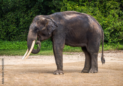 Asian Elephant Standing and Eating Alone on a Dirt or Sand with Lush Green Vegetation in Background