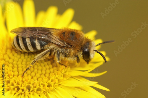 Closeup of a Bare-saddled Colletes similis on the yellow flower of common or meadow false fleabane,  Pulicaria dysenterica