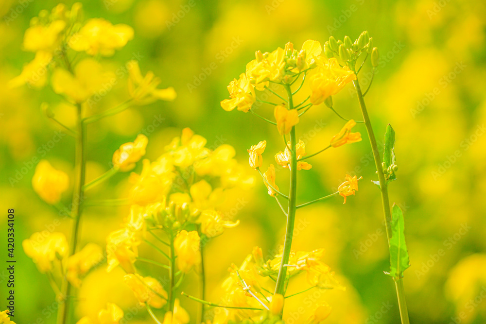 Obraz premium 黄色い菜の花畑のイメージ