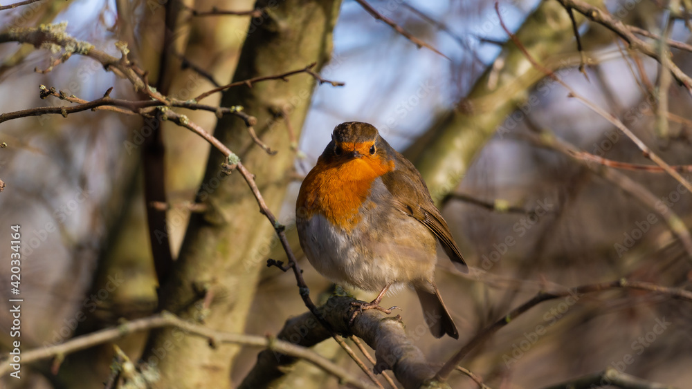 A perched Robin staring directly at the watcher A perched Robin staring directly at the watcher